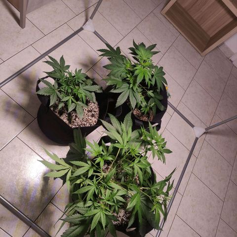 Royal Cookies Automatic growlog timeline photo