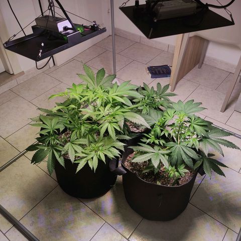 Royal Cookies Automatic growlog timeline photo