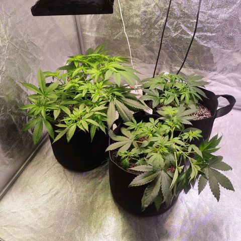 Royal Cookies Automatic growlog timeline photo