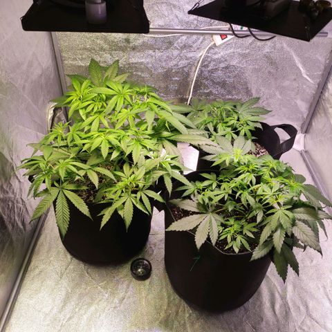 Royal Cookies Automatic growlog timeline photo