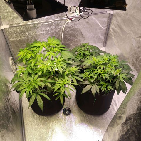 Royal Cookies Automatic growlog timeline photo