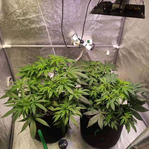 Royal Cookies Automatic growlog timeline photo