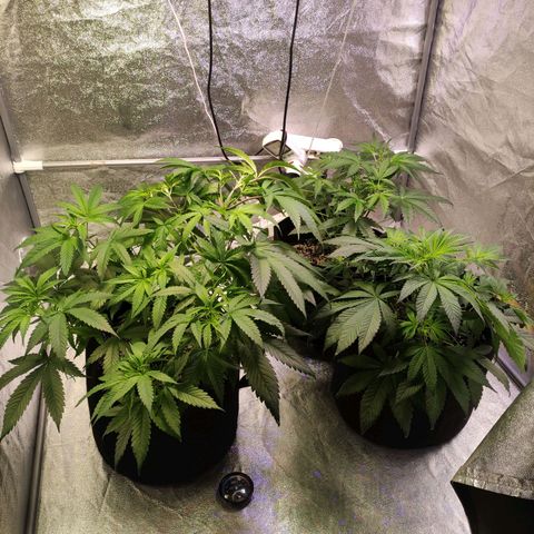 Royal Cookies Automatic growlog timeline photo