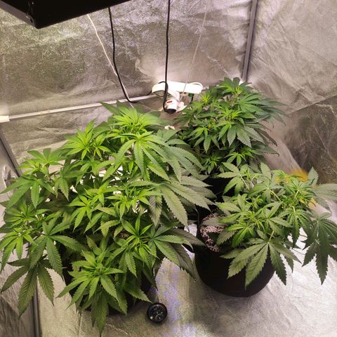 Royal Cookies Automatic growlog timeline photo