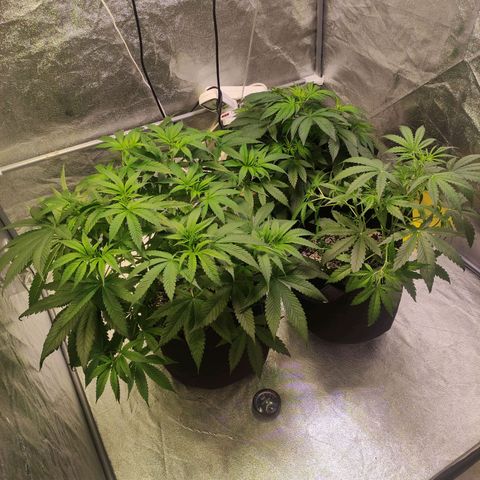 Royal Cookies Automatic growlog timeline photo