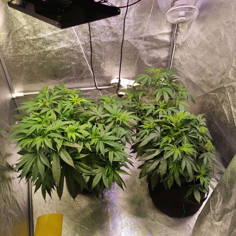 Royal Cookies Automatic growlog timeline photo