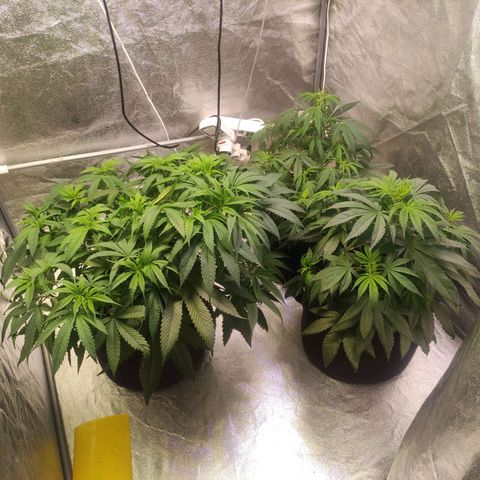 Royal Cookies Automatic growlog timeline photo