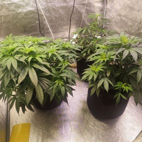 Royal Cookies Automatic growlog timeline photo