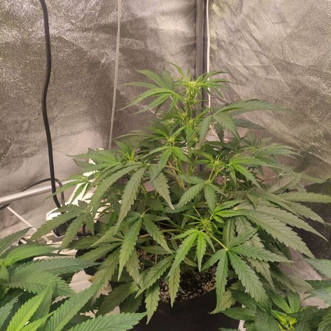 Royal Cookies Automatic growlog timeline photo