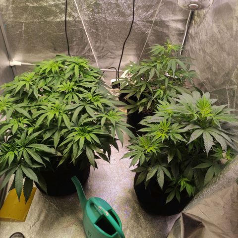Royal Cookies Automatic growlog timeline photo
