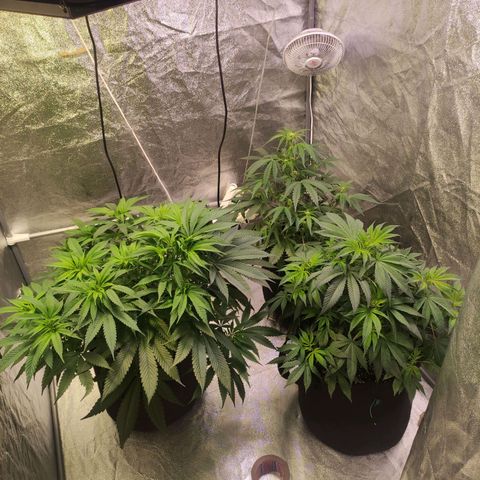 Royal Cookies Automatic growlog timeline photo