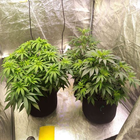 Royal Cookies Automatic growlog timeline photo