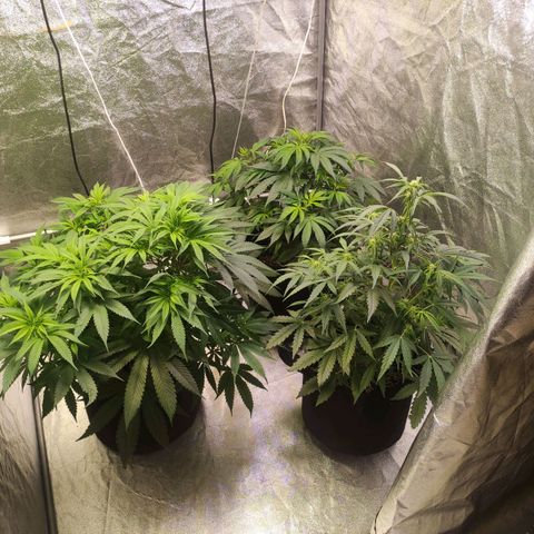 Royal Cookies Automatic growlog timeline photo
