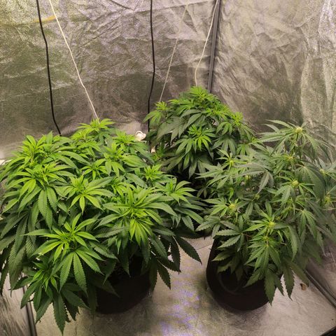 Royal Cookies Automatic growlog timeline photo