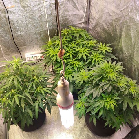 Royal Cookies Automatic growlog timeline photo