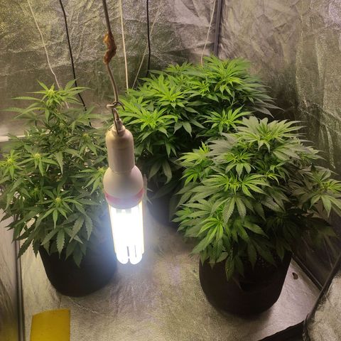 Royal Cookies Automatic growlog timeline photo