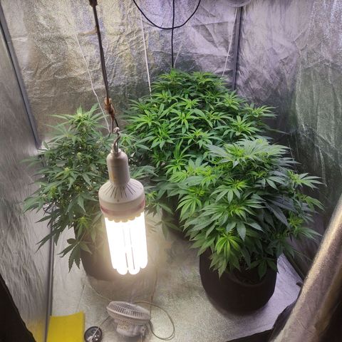 Royal Cookies Automatic growlog timeline photo