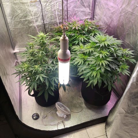 Royal Cookies Automatic growlog timeline photo