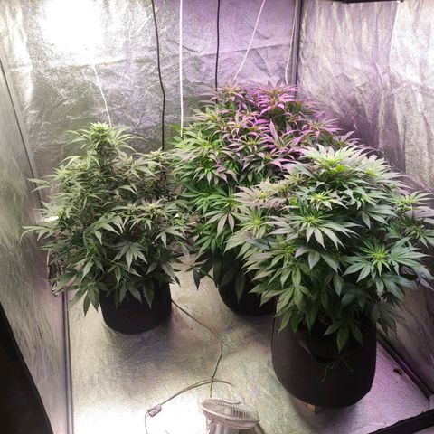 Royal Cookies Automatic growlog timeline photo