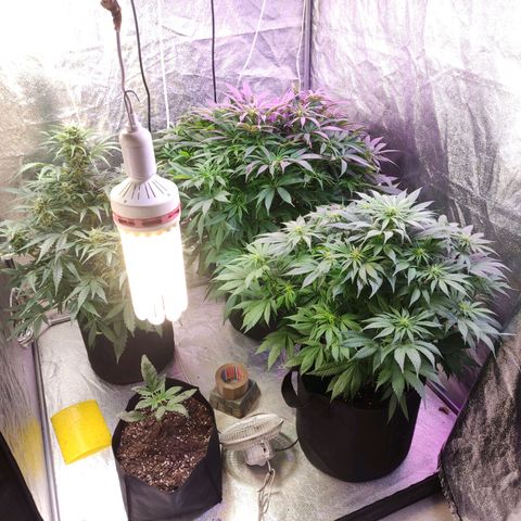 Royal Cookies Automatic growlog timeline photo