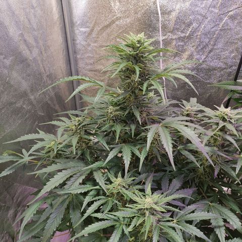 Royal Cookies Automatic growlog timeline photo