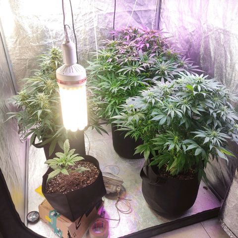 Royal Cookies Automatic growlog timeline photo