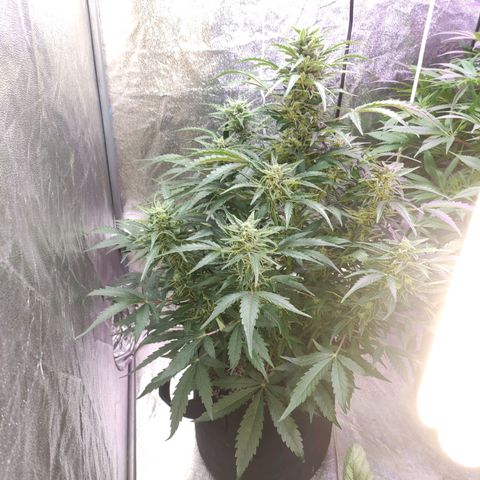 Royal Cookies Automatic growlog timeline photo