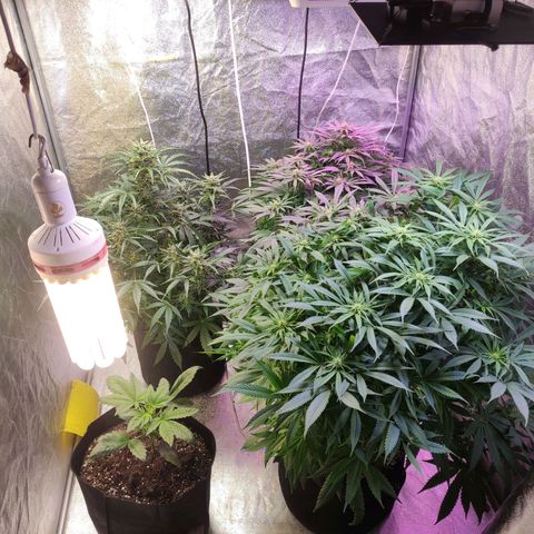 Royal Cookies Automatic growlog timeline photo
