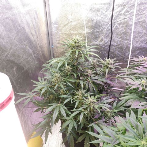 Royal Cookies Automatic growlog timeline photo