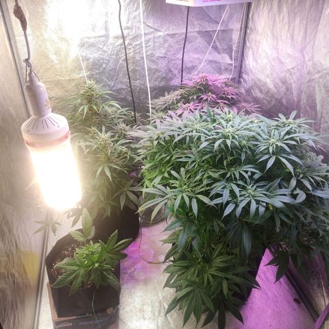 Royal Cookies Automatic growlog timeline photo