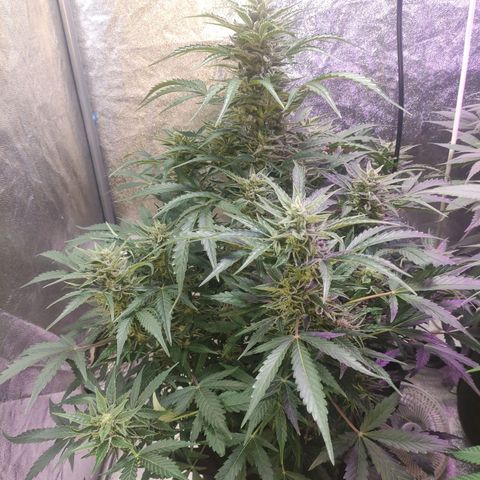 Royal Cookies Automatic growlog timeline photo