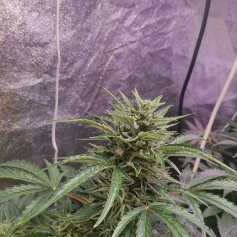 Royal Cookies Automatic growlog timeline photo