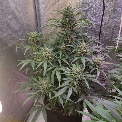 Royal Cookies Automatic growlog timeline photo