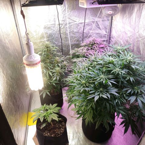 Royal Cookies Automatic growlog timeline photo