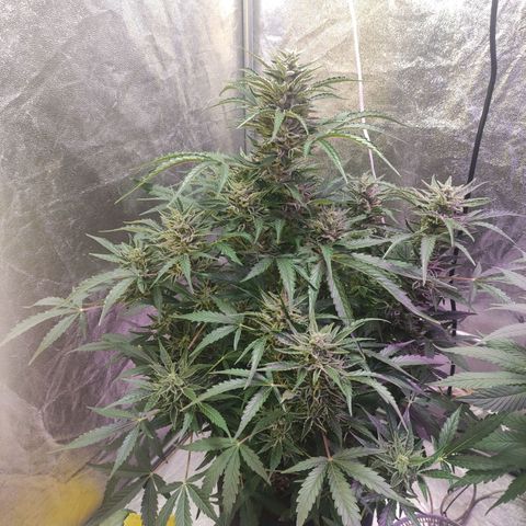 Royal Cookies Automatic growlog timeline photo