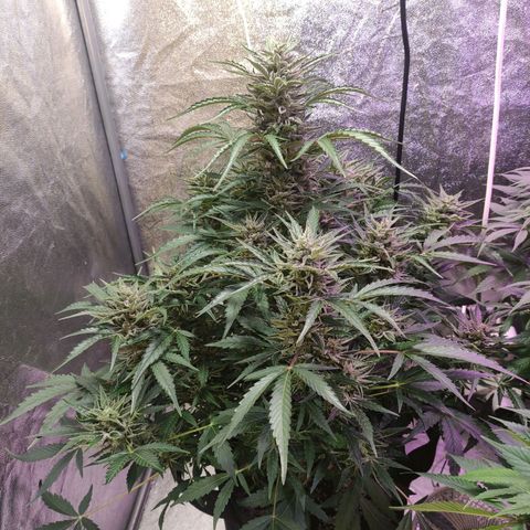 Royal Cookies Automatic growlog timeline photo