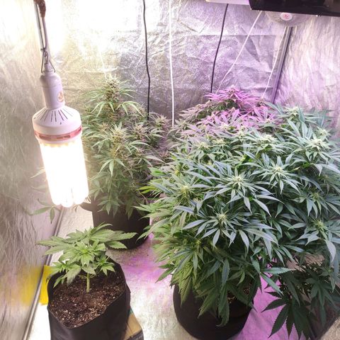 Royal Cookies Automatic growlog timeline photo
