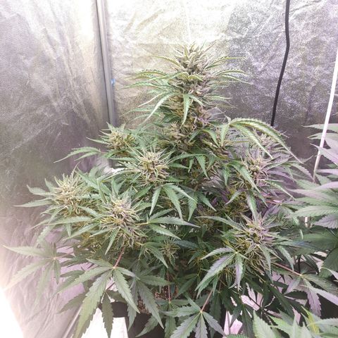 Royal Cookies Automatic growlog timeline photo