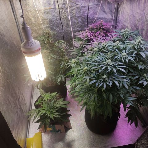Royal Cookies Automatic growlog timeline photo