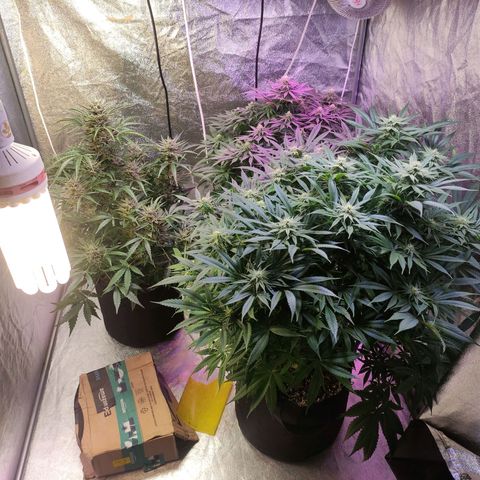 Royal Cookies Automatic growlog timeline photo