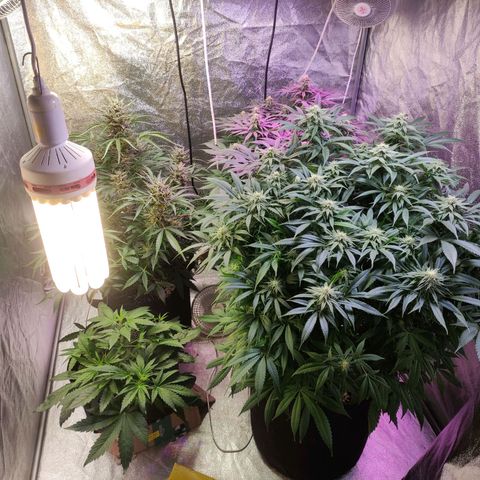 Royal Cookies Automatic growlog timeline photo