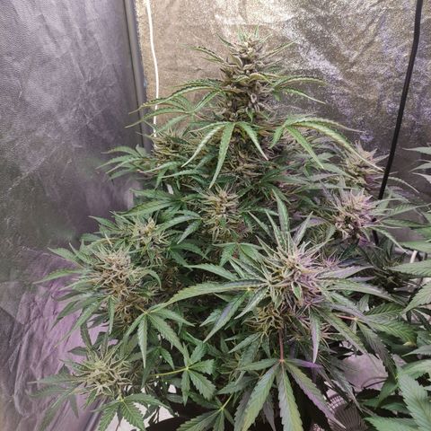 Royal Cookies Automatic growlog timeline photo