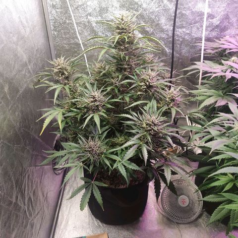 Royal Cookies Automatic growlog timeline photo