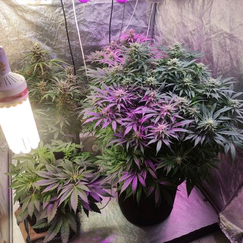 Royal Cookies Automatic growlog timeline photo