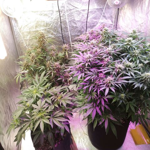 Royal Cookies Automatic growlog timeline photo