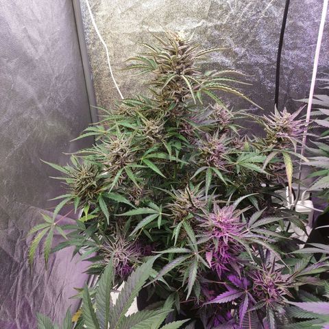 Royal Cookies Automatic growlog timeline photo