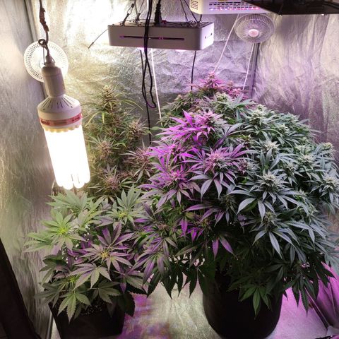 Royal Cookies Automatic growlog timeline photo