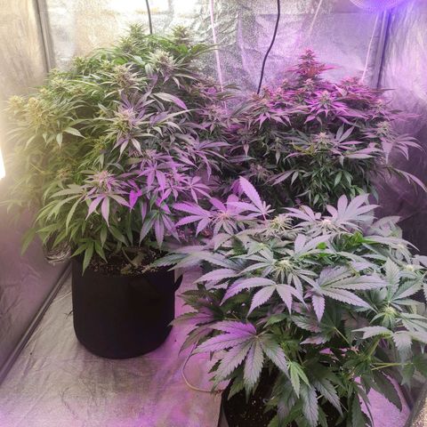 Royal Cookies Automatic growlog timeline photo