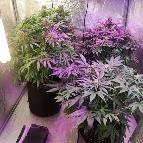 Royal Cookies Automatic growlog timeline photo