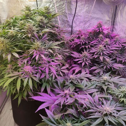 Royal Cookies Automatic growlog timeline photo